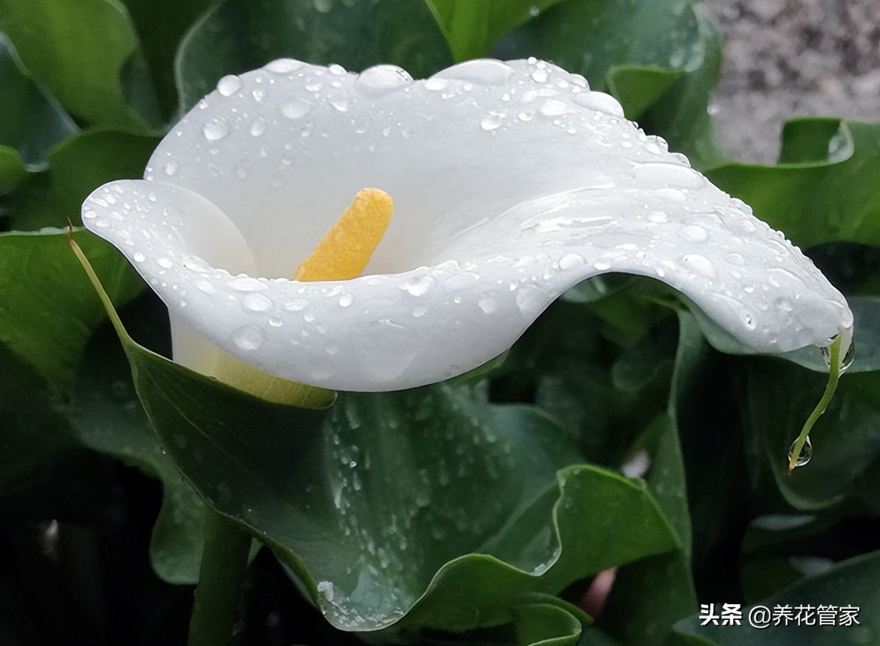 花语最浪漫的花有哪些,十种最惊艳的花语