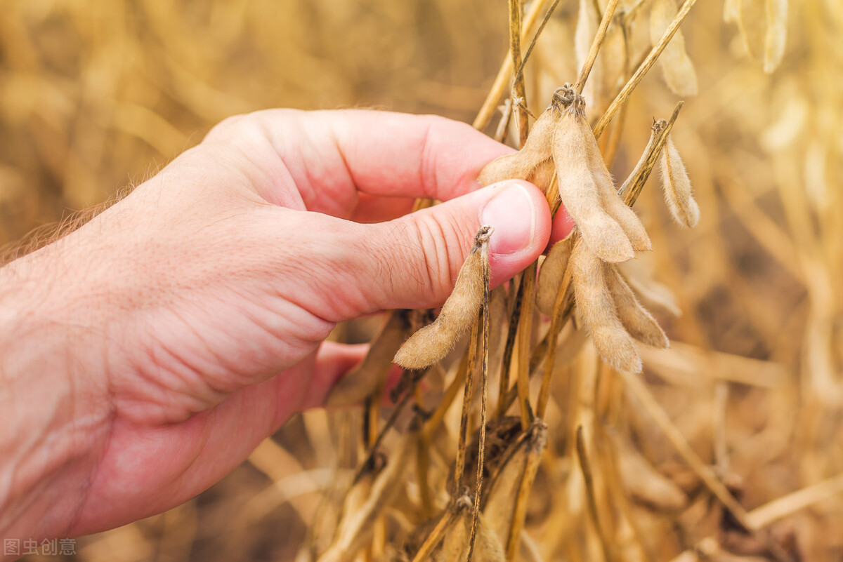 膨化大豆价格行情今日报价,黑龙江大豆价格最新行情今天