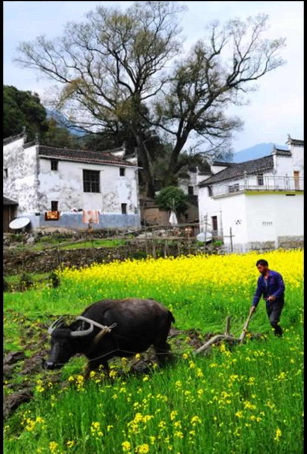 优美耕田诗词,春耕田园唯美诗句