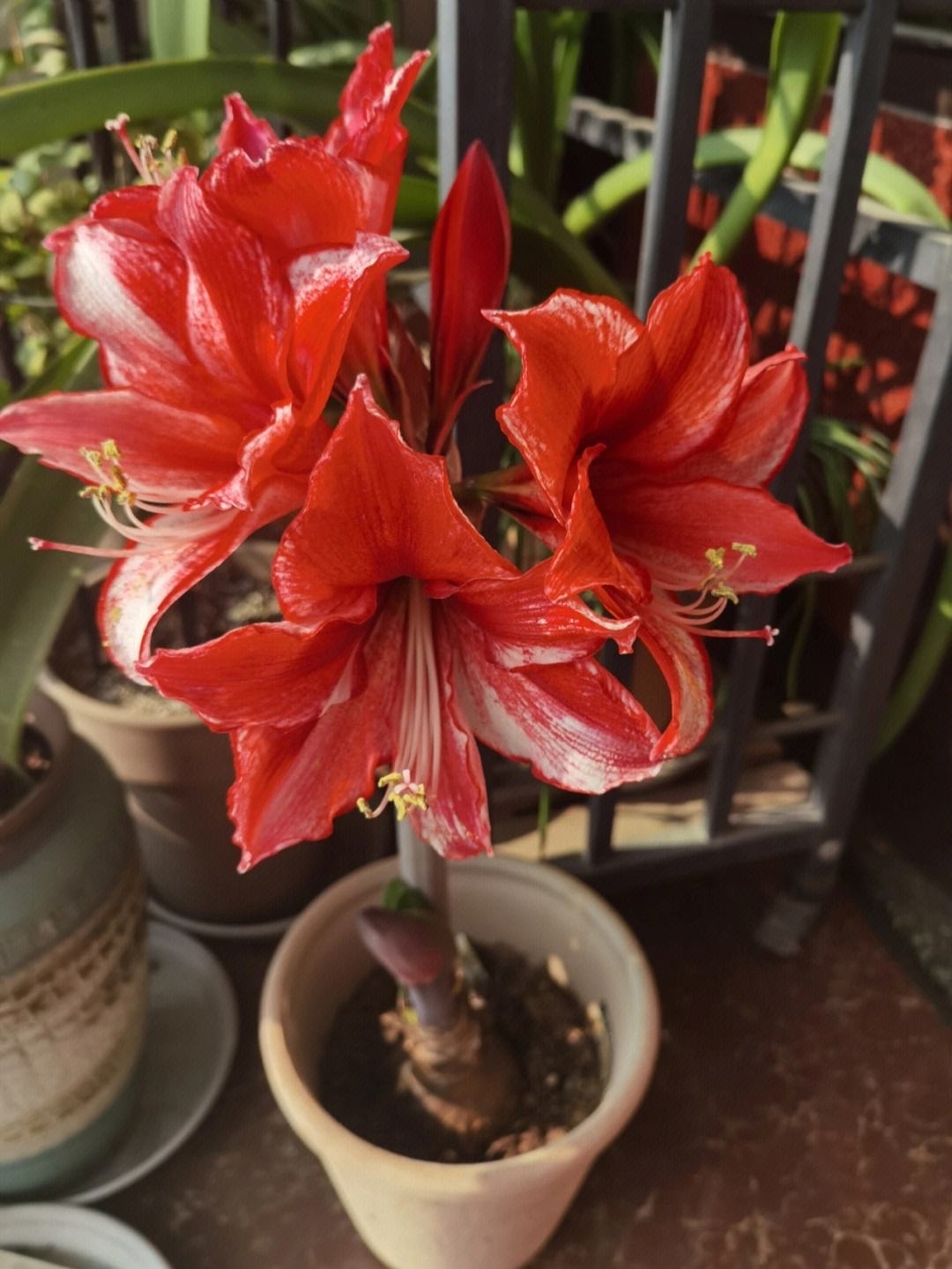 朱顶红怎样养才能开花,朱顶红怎么养才能开花结果