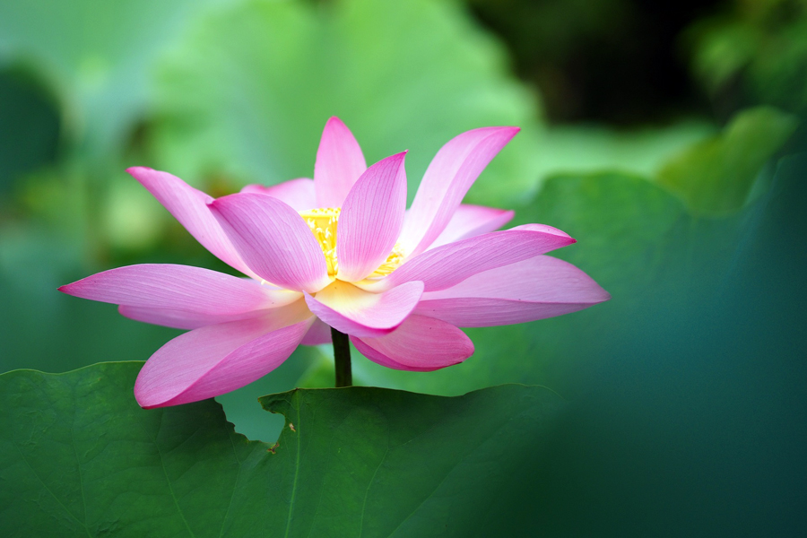 星云大师说人一定有运气,星云大师多做好事