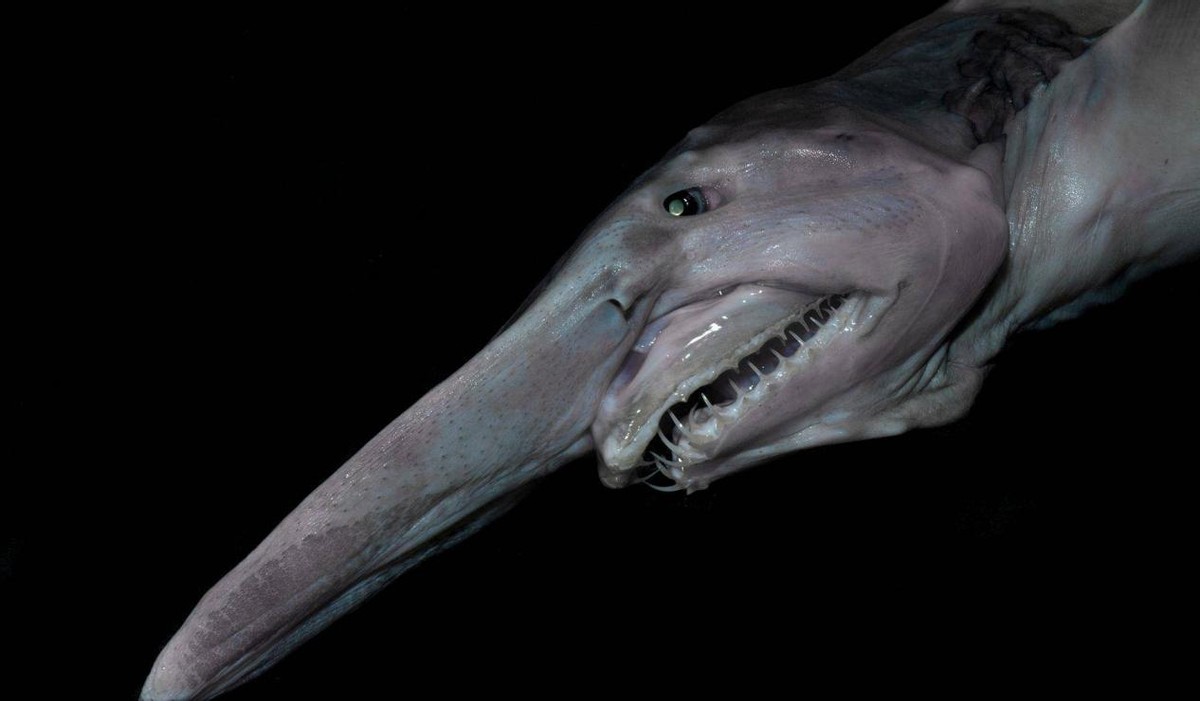 大海里的十种怪鱼,海洋里最可怕的三大怪鱼