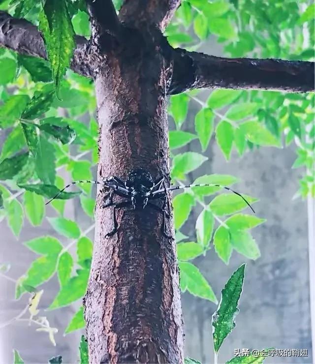 星天牛喜欢苦楝树,星天牛苦楝树