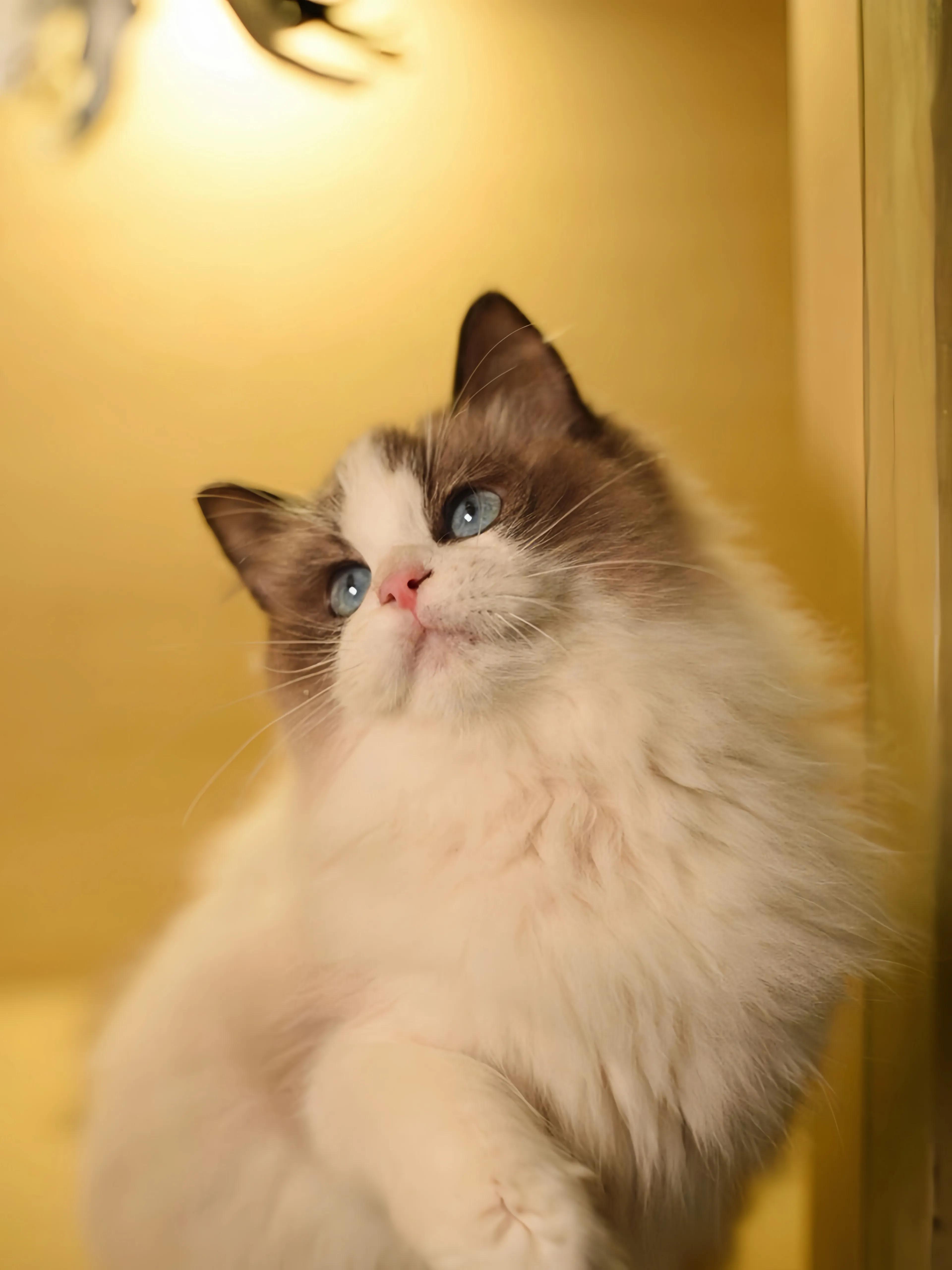 猫咪品种推荐500元以内,叫蒜头的猫咪是什么品种的