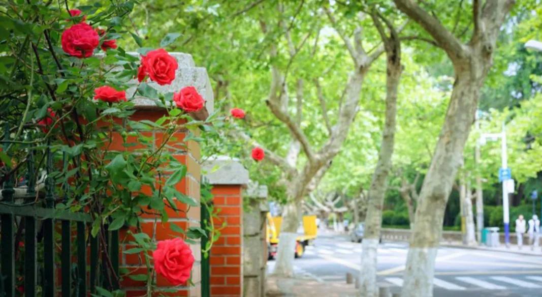 风雨五十年,风雨五十载的爱情故事