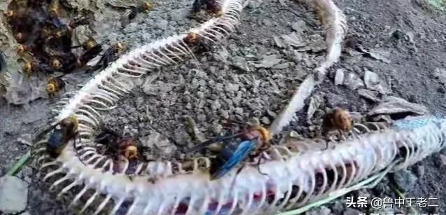 虎头蜂在哪里泛滥成灾,大窝虎头蜂