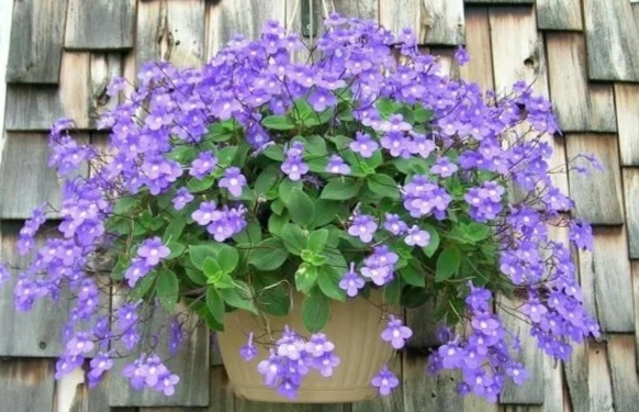 阳台上可以种什么蔬果,阳台上适合种的蔬果