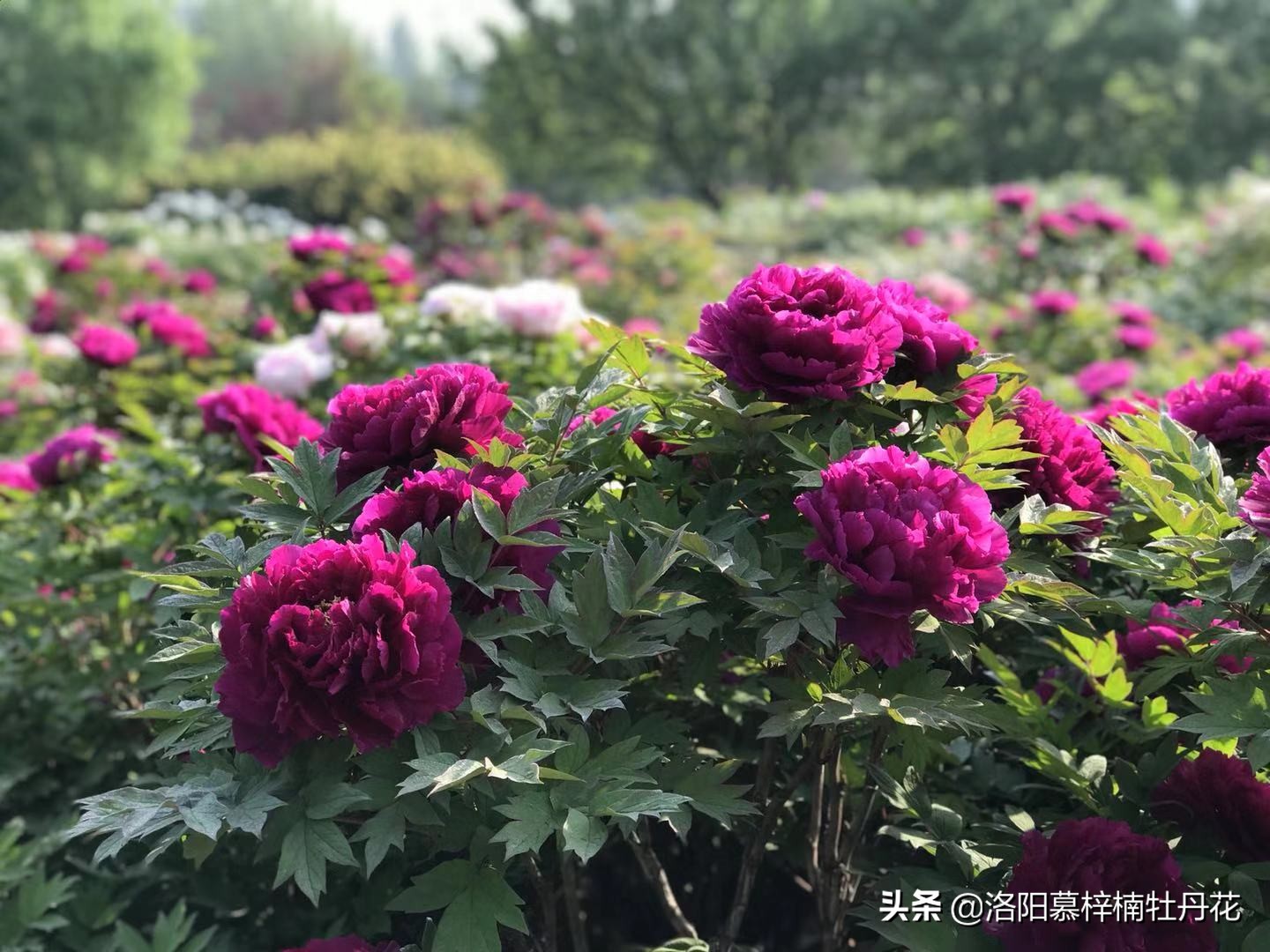 牡丹芍药的种植方法和注意事项,芍药苗子购买