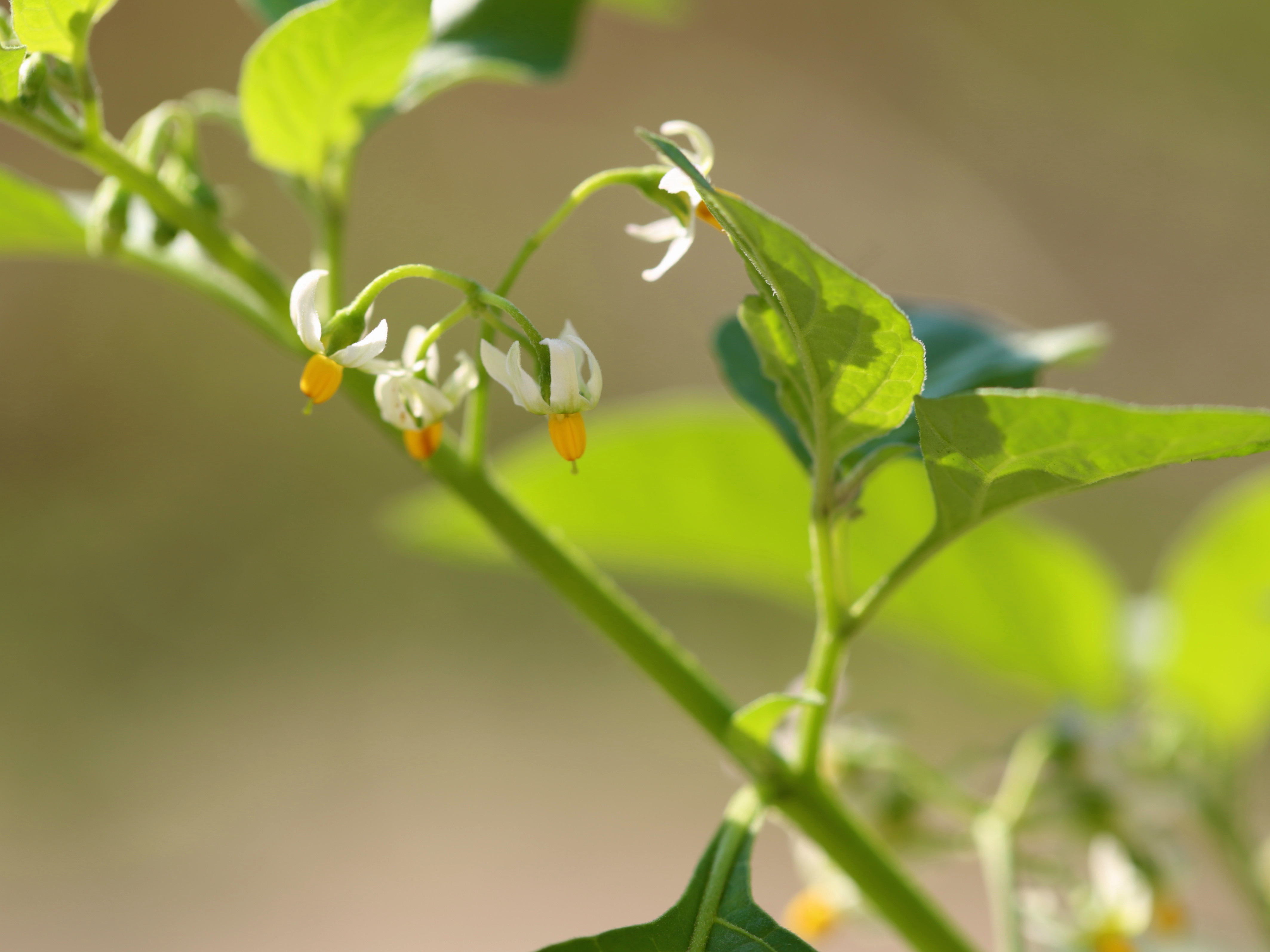 龙葵果小时候的味道,小时候的零食龙葵果