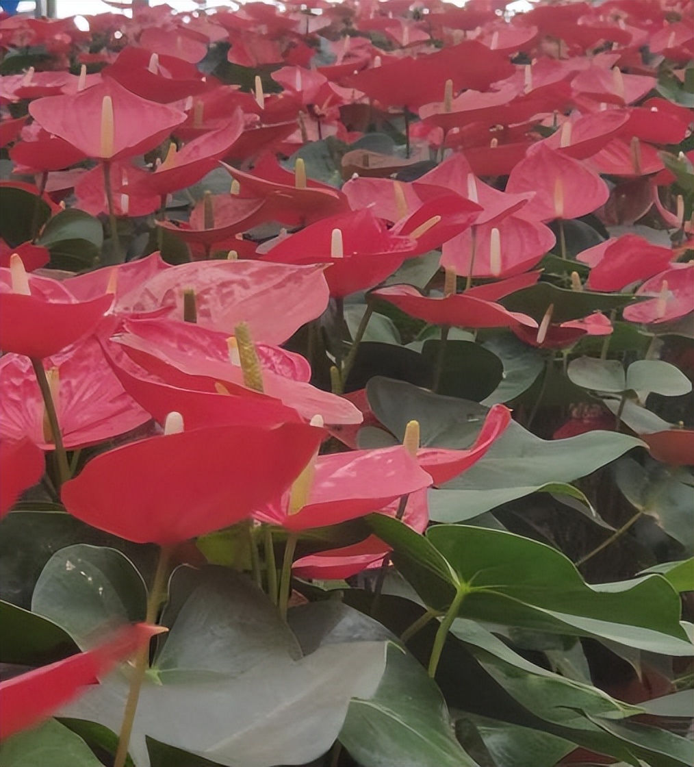 党建引领聚合力村企共建促增收,高校抓党建促乡村振兴