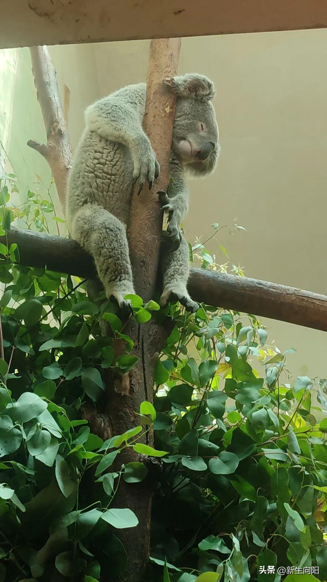 长隆野生动物园两大一小,长隆野生动物园一家三口