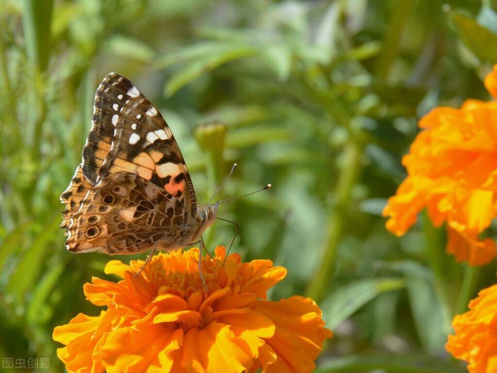 疫情过后哪个职业最赚钱,疫情结束后的赚钱职业