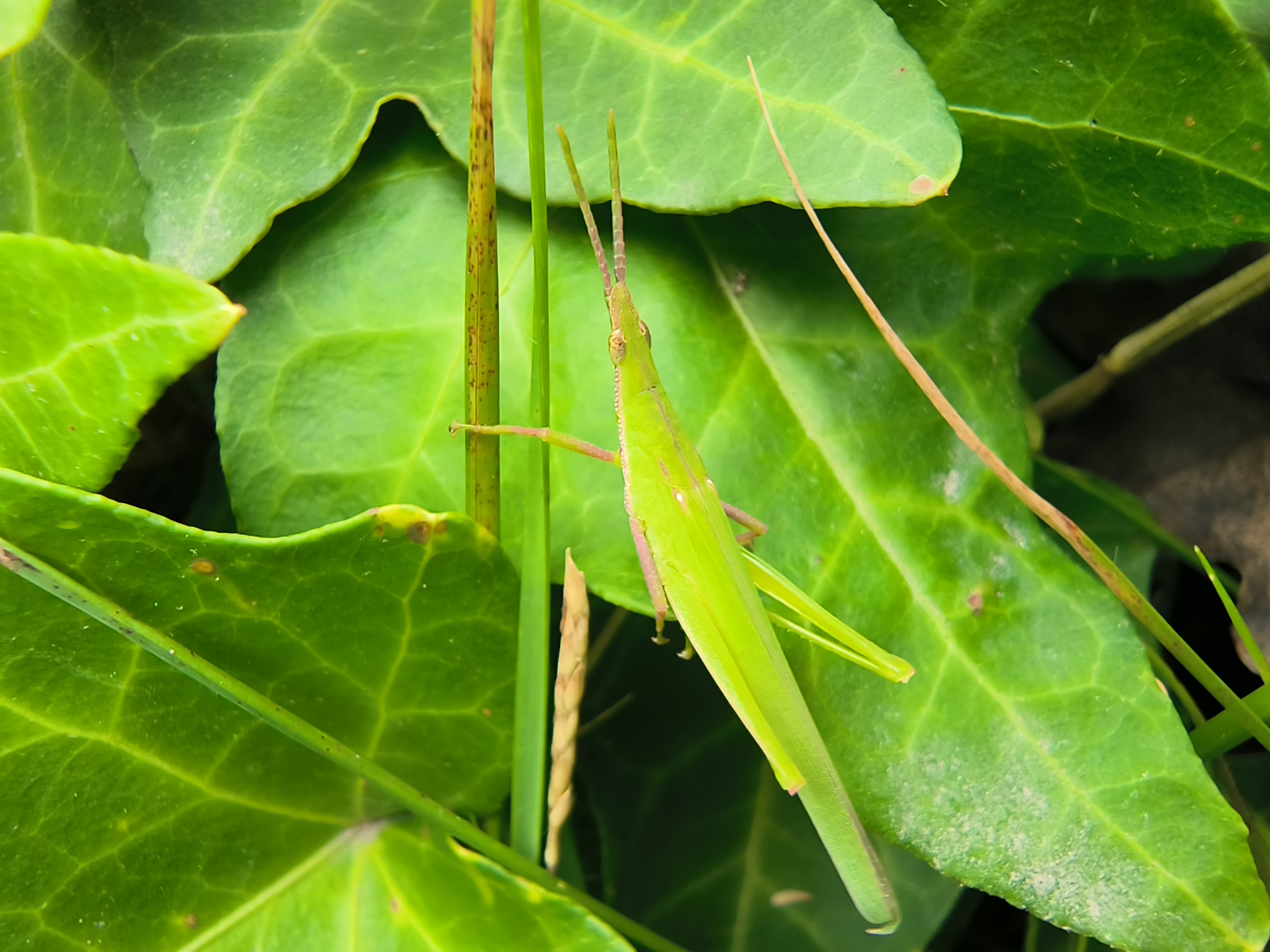 偶像派和实力派哪个更好看,荣耀70pro和平精英测评
