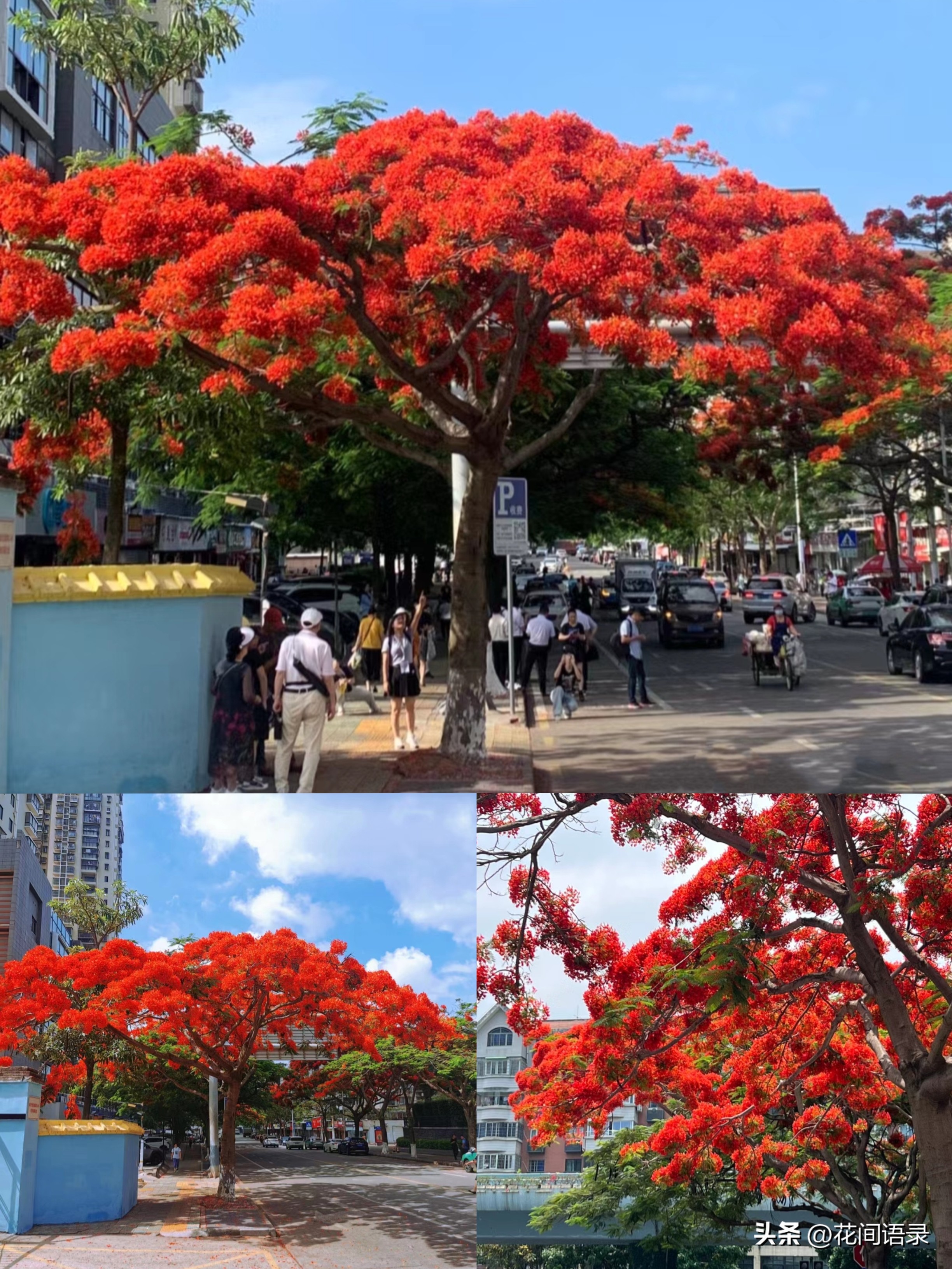 厦门路边一棵花，凭“超强花量”走红，被当地人评为“凤凰花王”