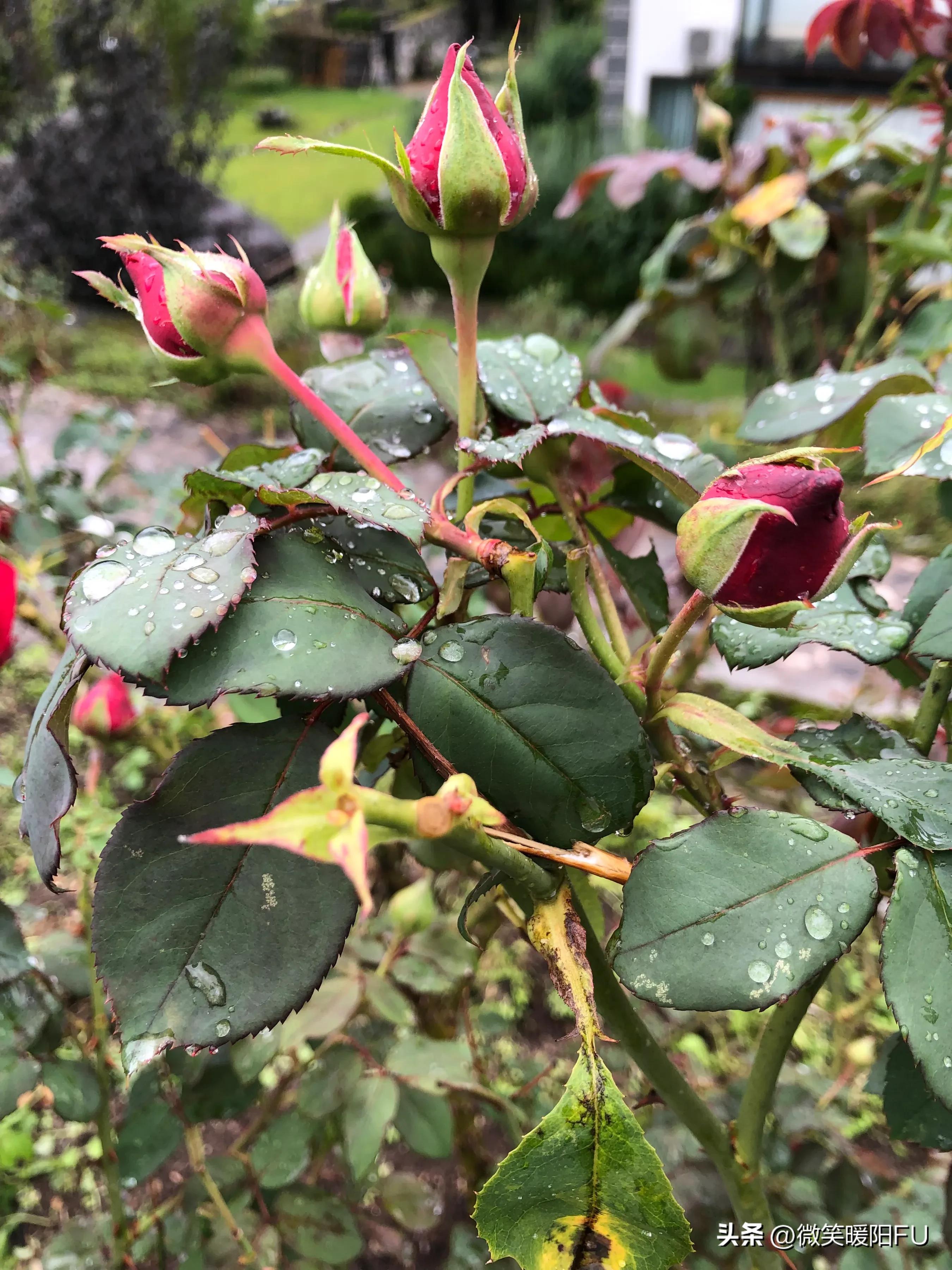 品尝墨红玫瑰,娇艳动人免费阅读