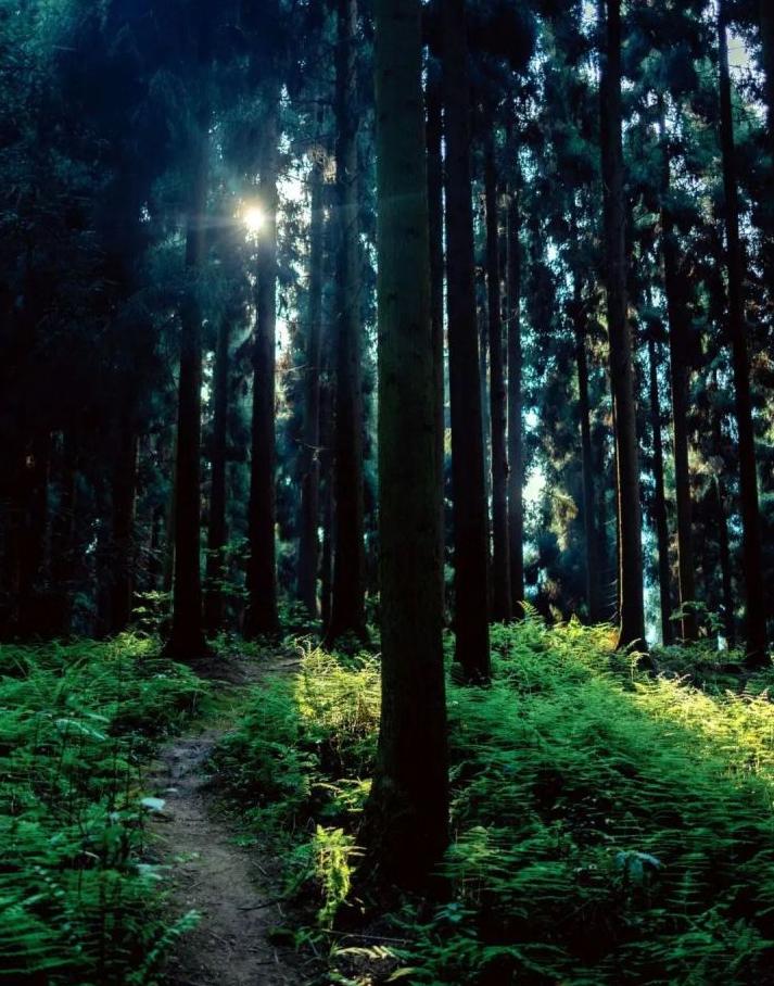 成都徒步原始森林好去处推荐,成都周边徒步森林公园推荐