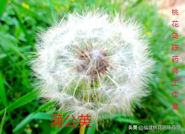 清热利湿中药饮片性味归经,性味咸寒清热凉血解毒的中药