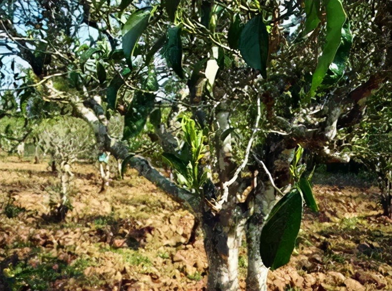 普洱茶记录,云南普洱茶的六大茶山
