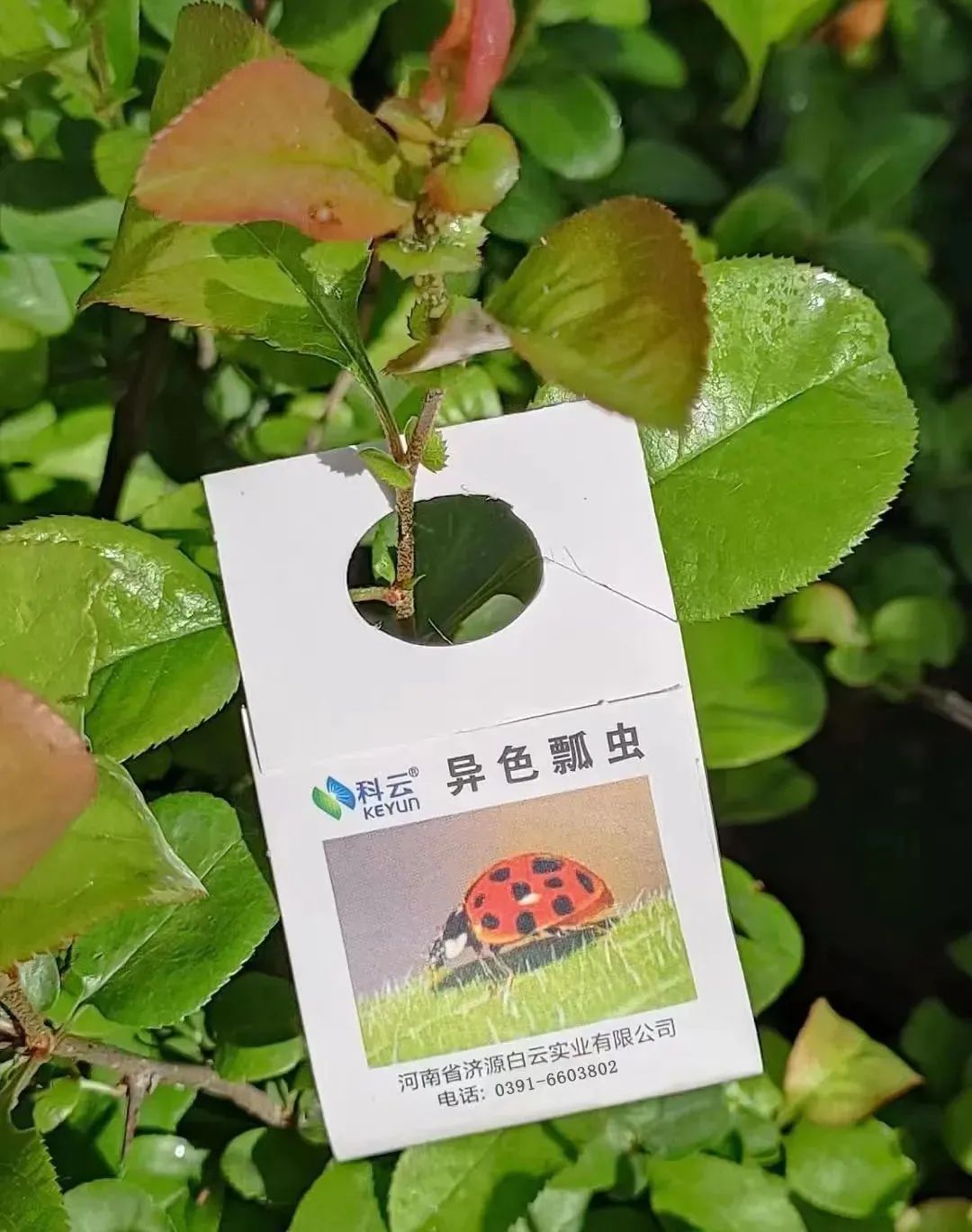 以虫治虫保护生态:济源“异色瓢虫”走进郑州园林