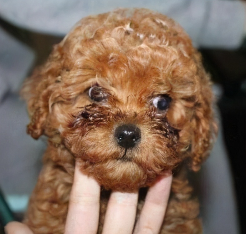 泰迪最想告诉你的几件事,泰迪知道什么秘密