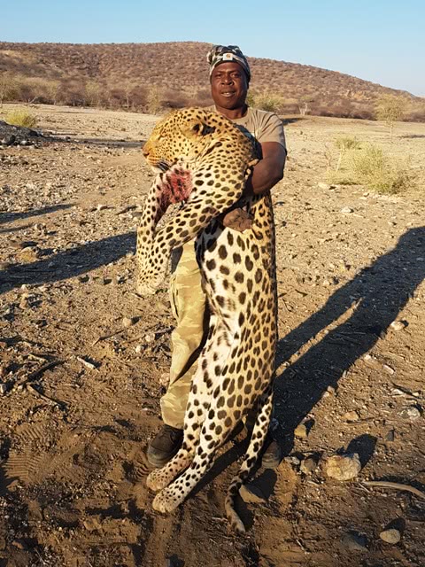 非洲红河猪种群泛滥,数量高达700万头,为何不将其引进中国?