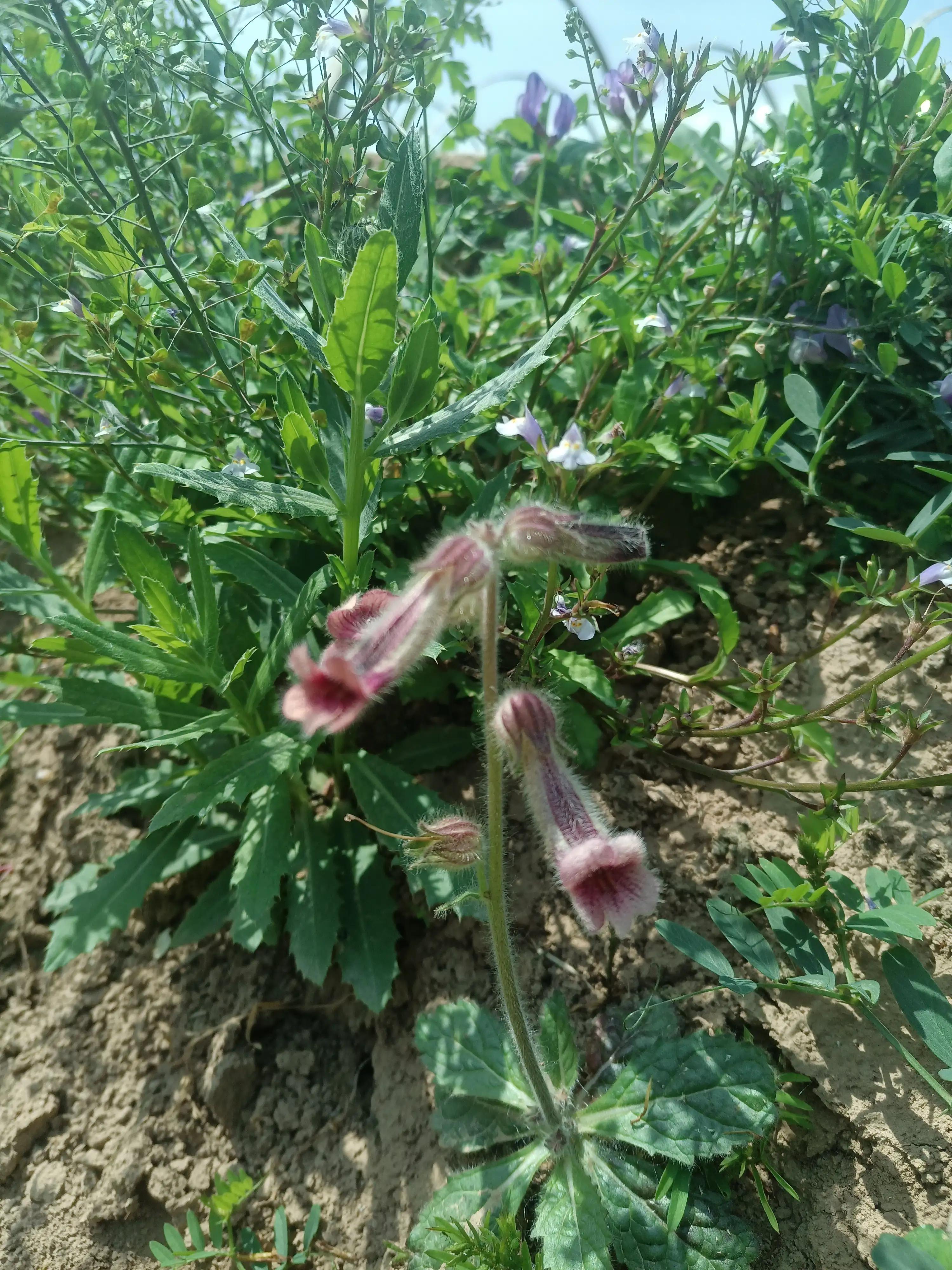 闲来无事荡秋千视频,山中荡秋千