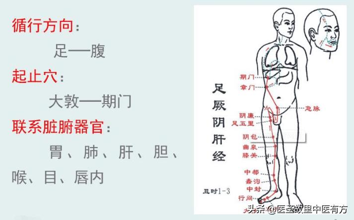 腹痛、胃痛、肋痛、经痛？中药止痛名方金玲子散，一方两药解百痛