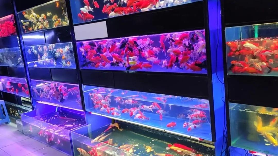 水族开网店需要什么,新手做水族店注意事项