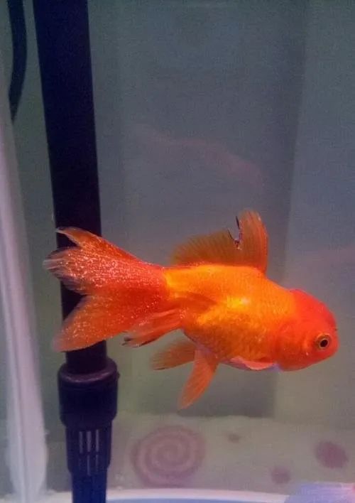 观赏鱼除白点剂治什么鱼病,夏天观赏鱼容易得什么鱼病