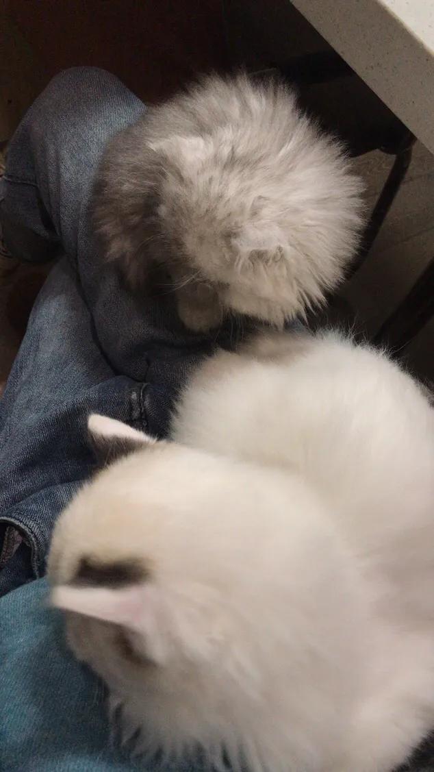 猫瘟自己治疗方法,猫瘟自己治疗