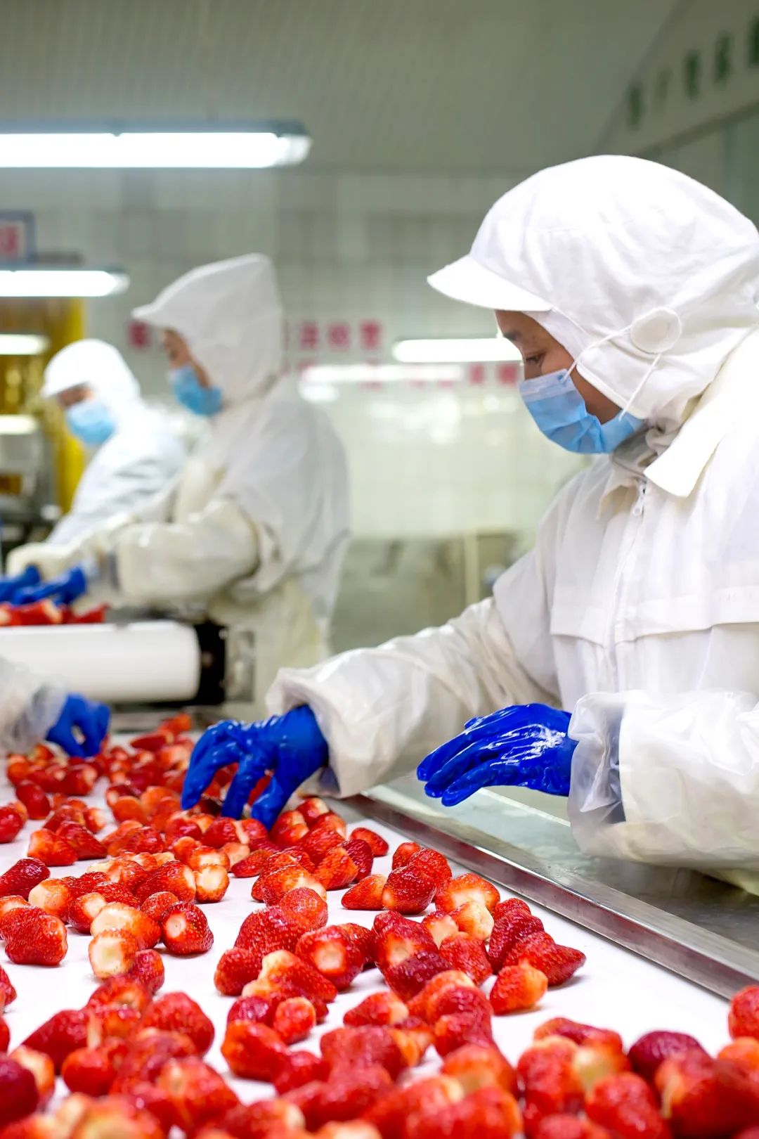 东港草莓,东港草莓市场份额