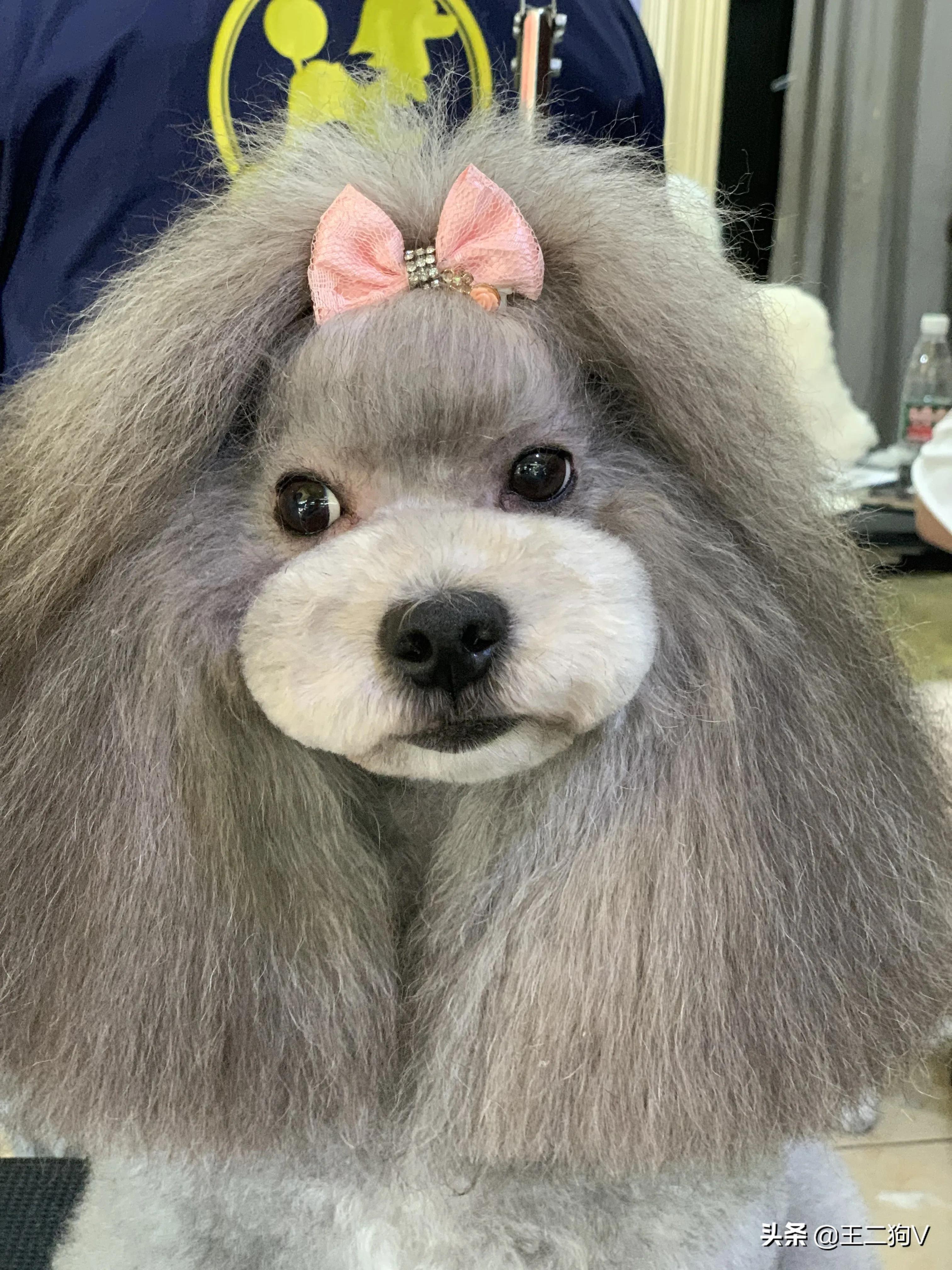 小卷毛留什么发型,顺毛儿童适合什么发型