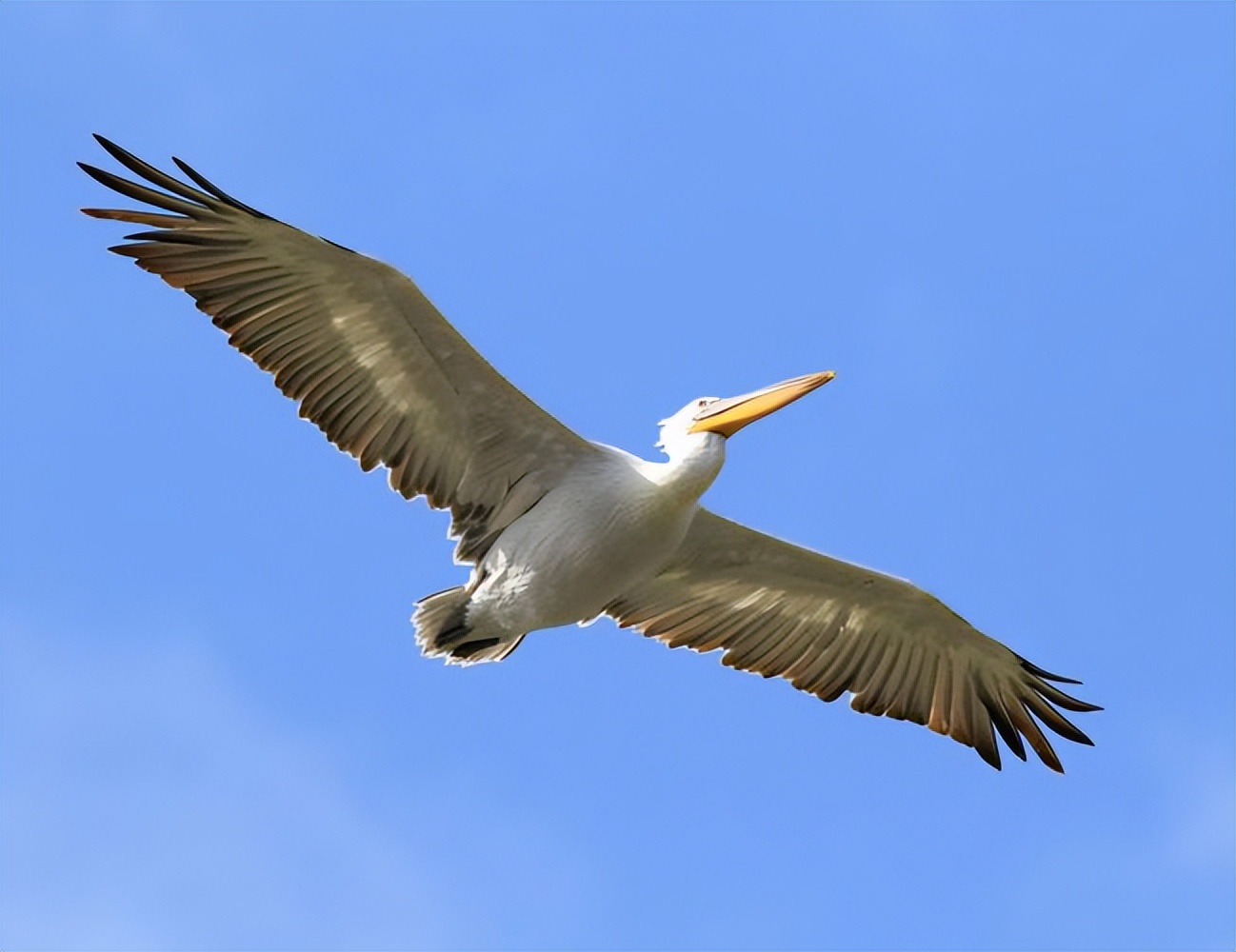 巨兜捞食的“大嘴怪”——鹈鹕