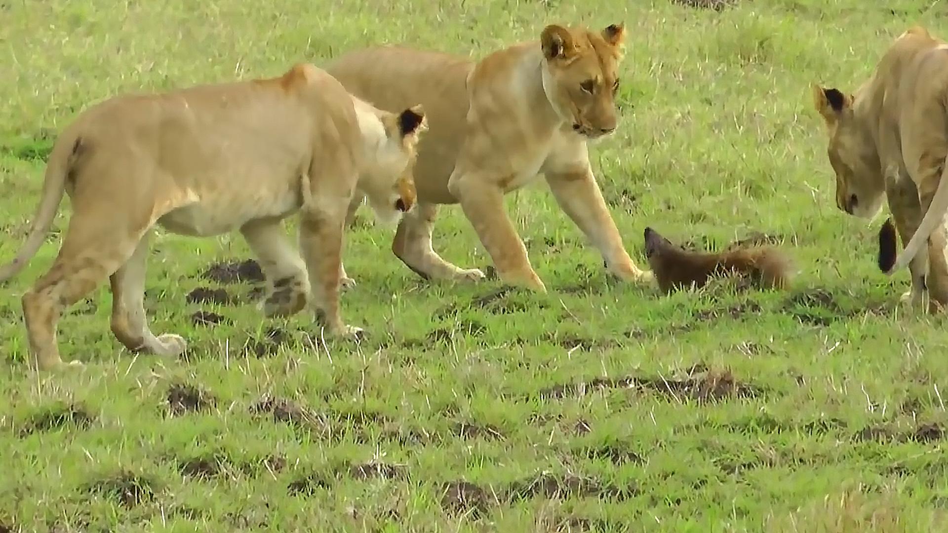 动物界的“地头蛇”，和“非洲一哥”蜜獾有一拼，它究竟是谁？
