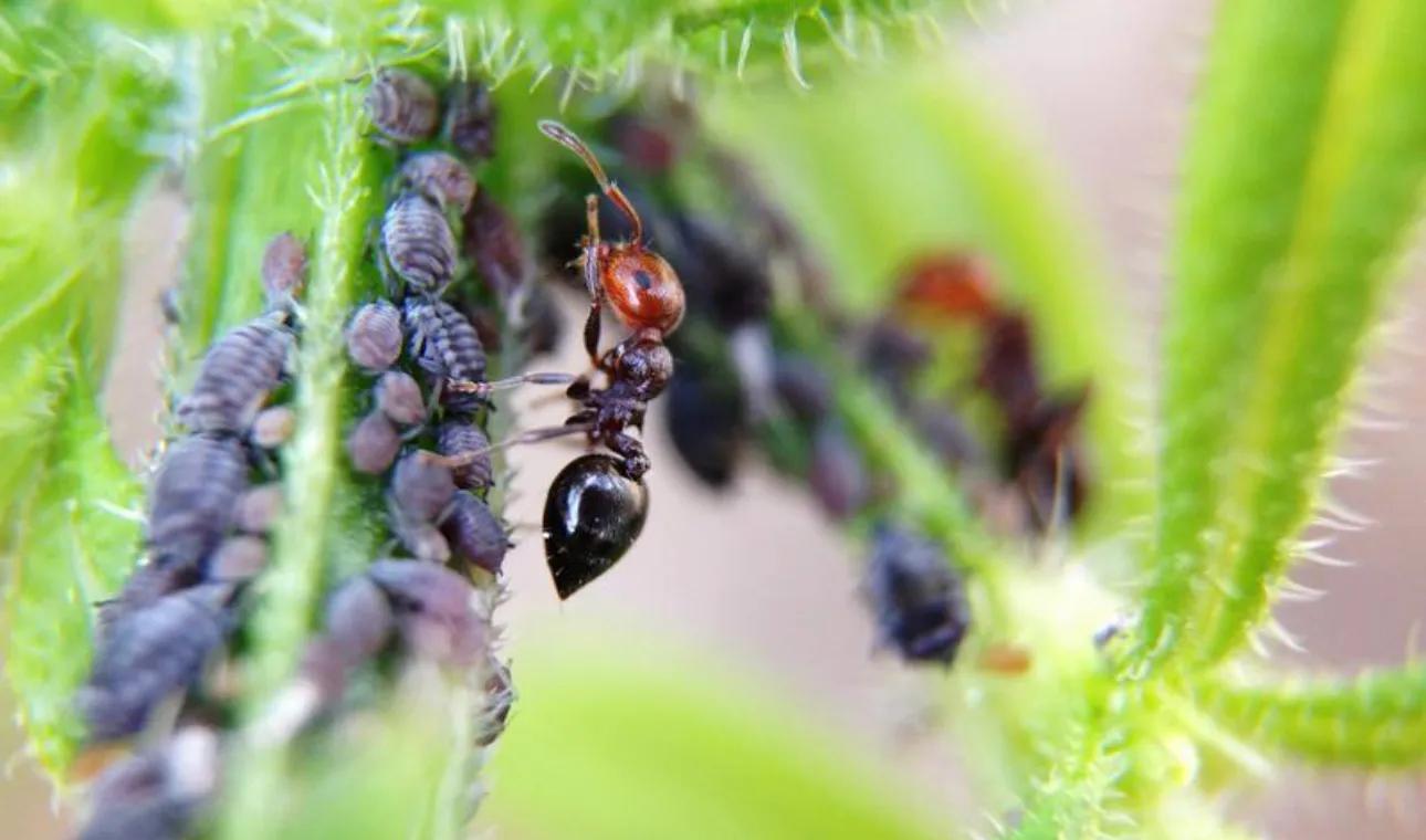 家里有蚂蚁怎么消灭的小妙招,家里如何彻底消灭蚂蚁妙招