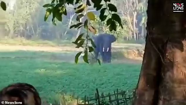 印度男子被大象追杀，又是戳又是拖，人象大战10年双方死亡差不多