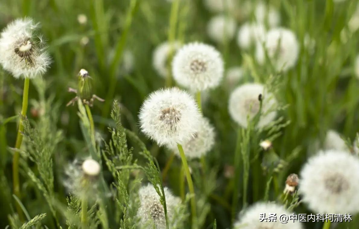 有肺病就喝蒲公英泡水？间质性肺炎也能吃蒲公英？