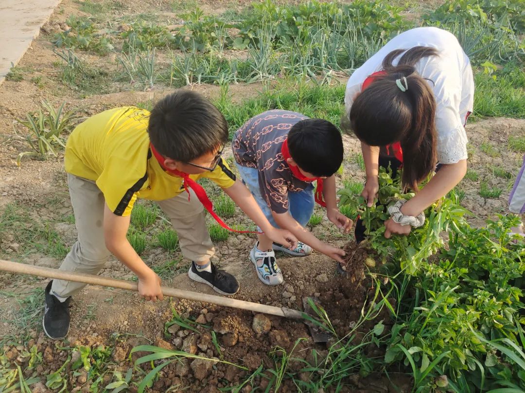 “土”露汗水“豆”耘童年——东风小学劳动教育实践活动之土豆丰收季