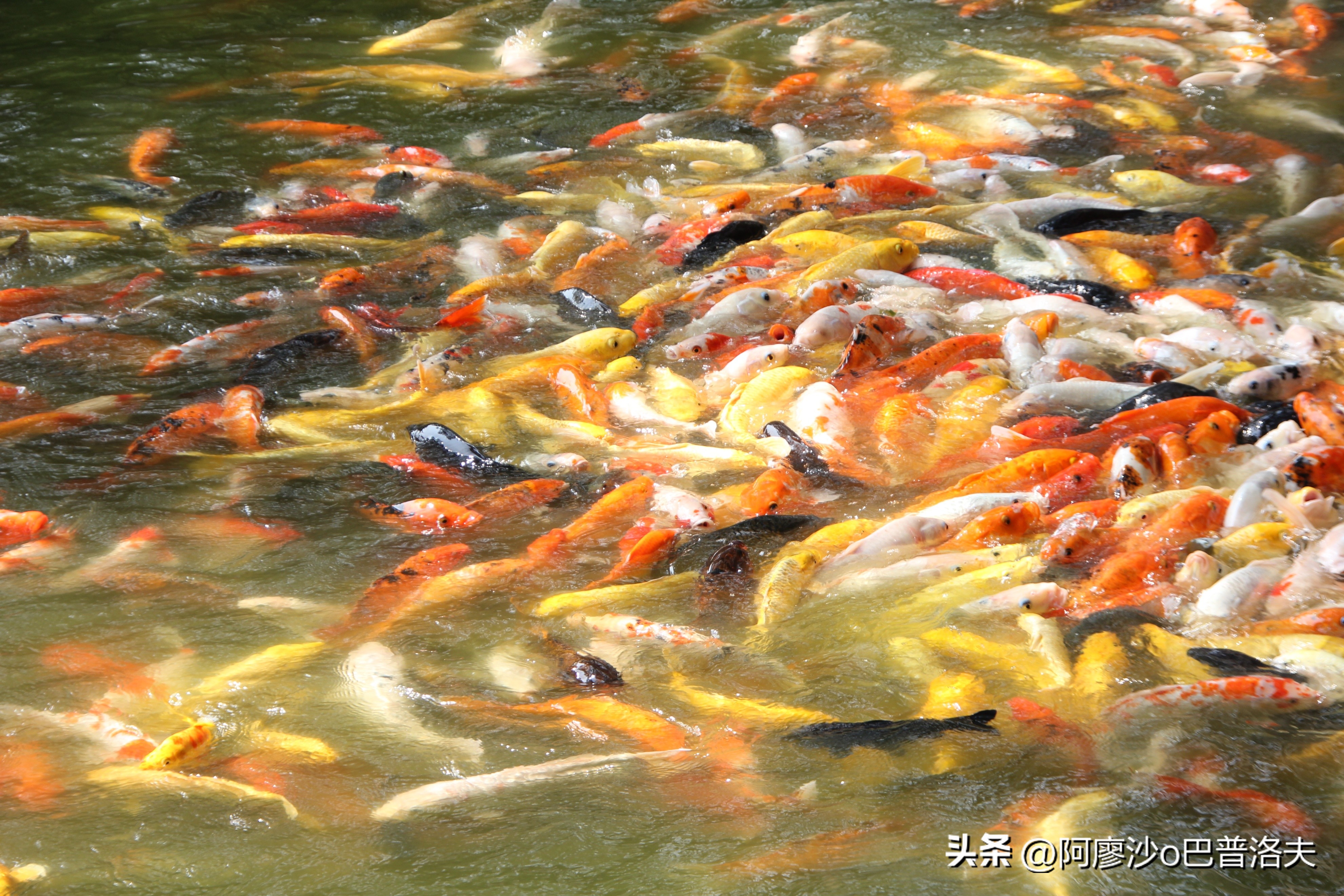 苹果12pm拍摄视频比12更好吗,佳能550d和iphone14拍摄对比