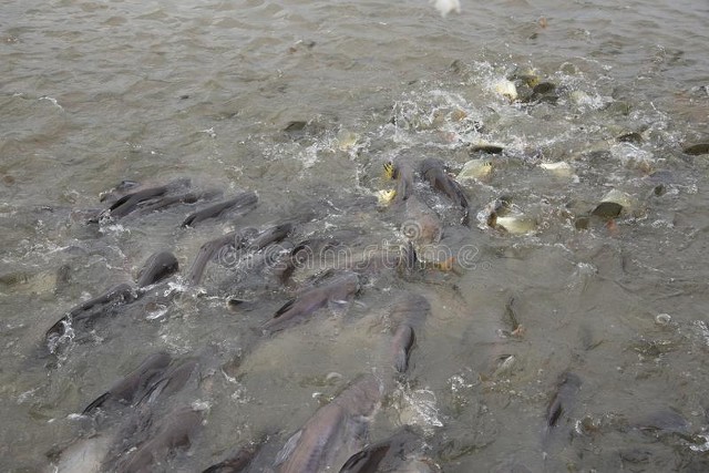 养黑鱼成本和利润,养一亩黑鱼的利润是多少