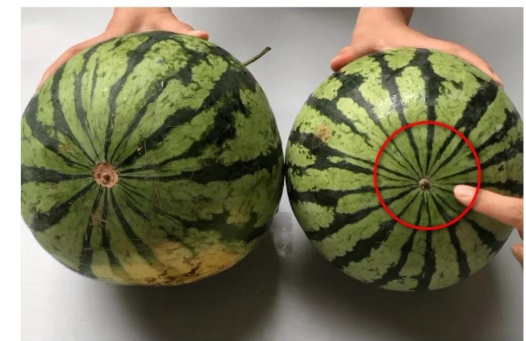 各种水果的切法小技巧,买水果挑选技巧