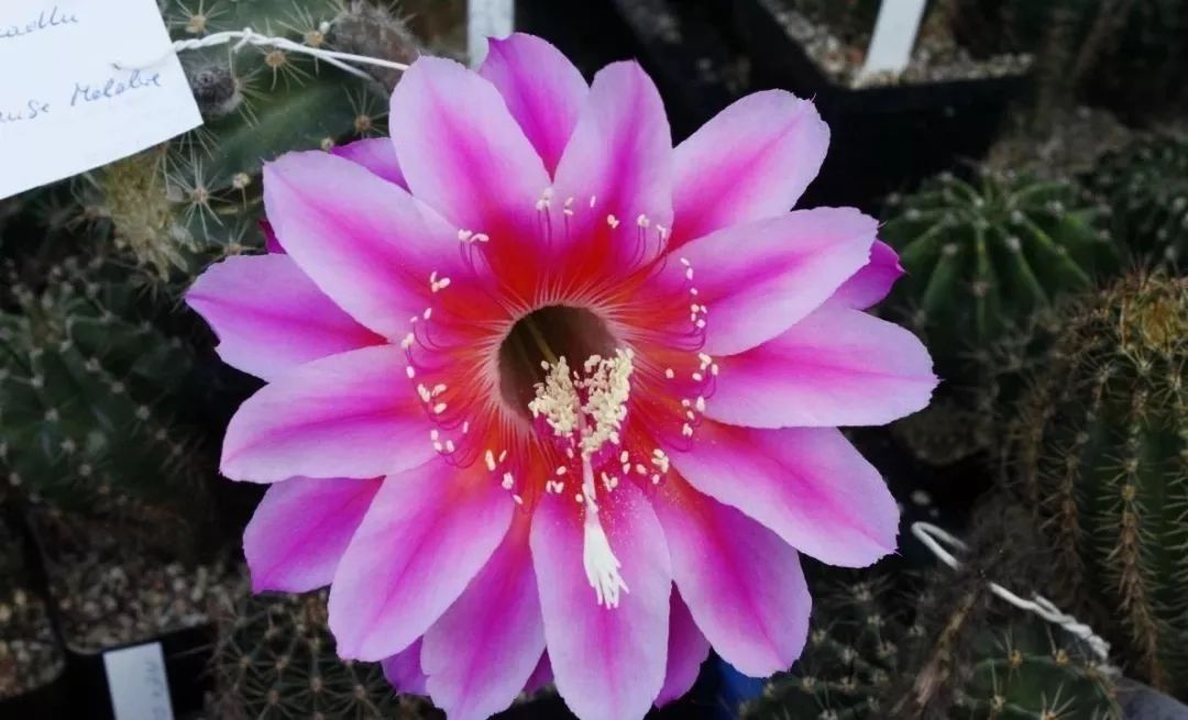 200种·仙人球开花图鉴，大开眼界，美到爆