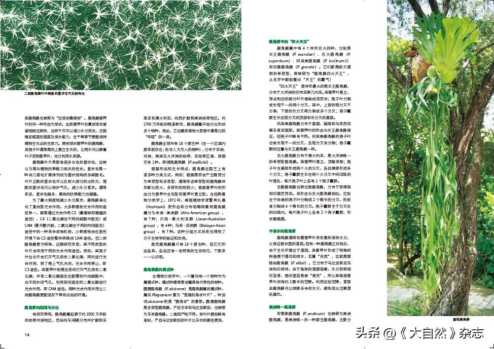 林深时见“鹿”，解谜鹿角蕨