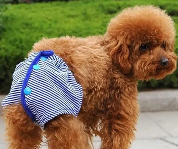 母狗有毛病怎么改,阿拉斯加母狗缺点