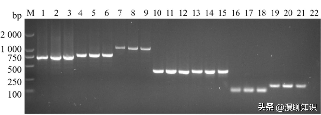 大肠杆菌的结构名称,大肠杆菌菌株基因型