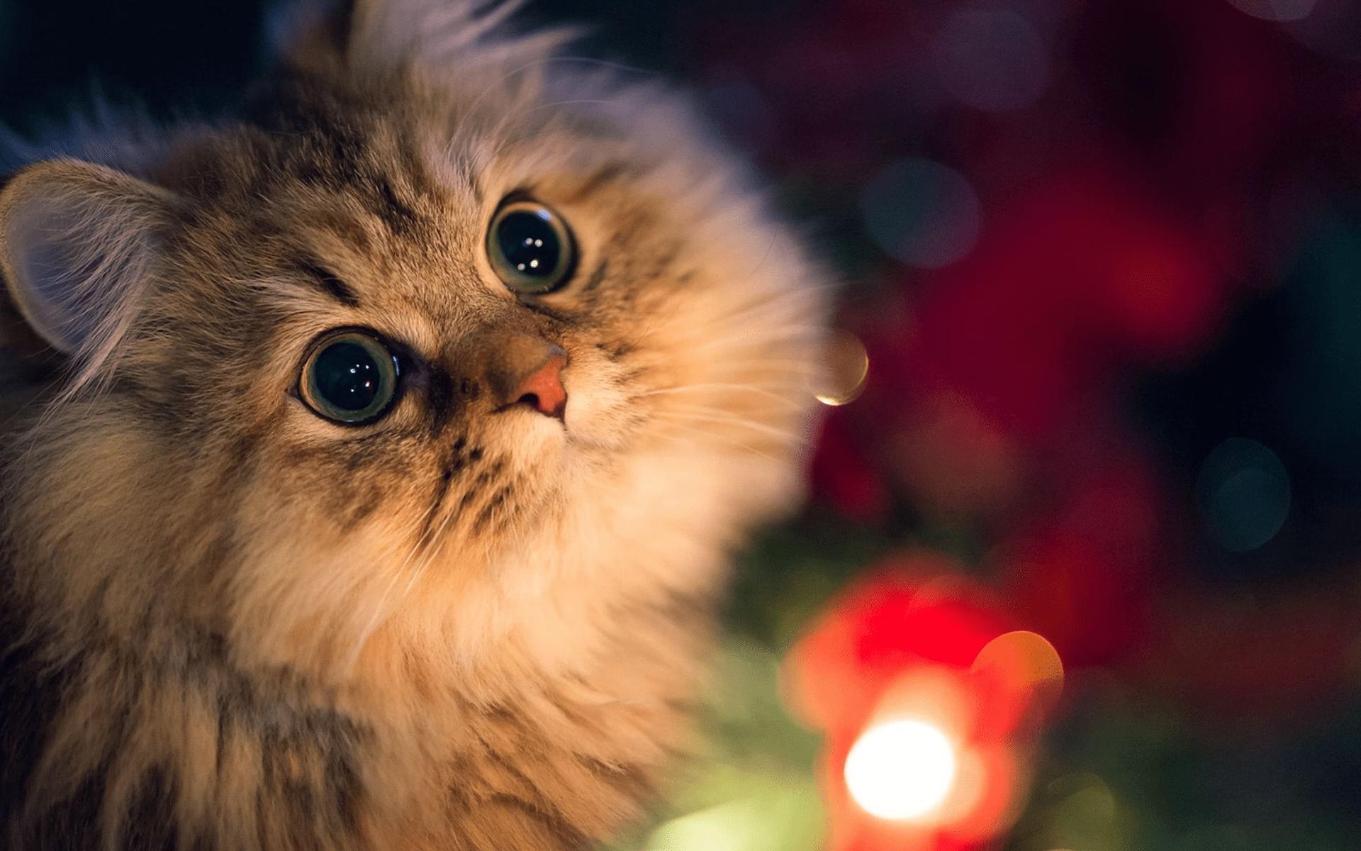 猫咪笑很开心,猫咪歪嘴笑是开心还是不开心