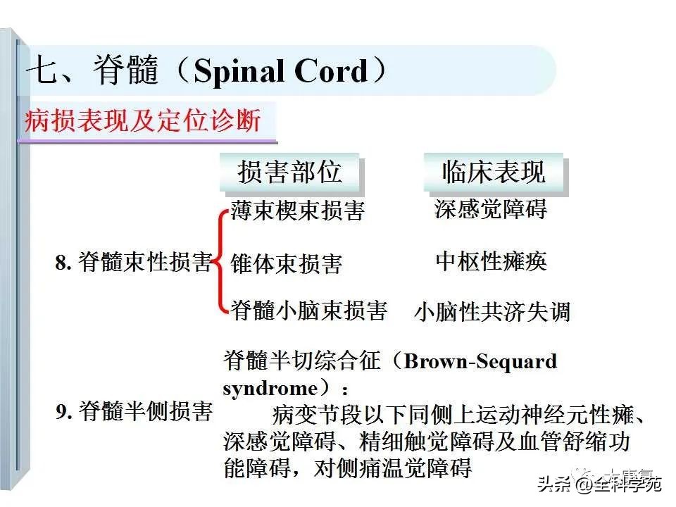 神经系统的影像与解剖定位,最全神经解剖图