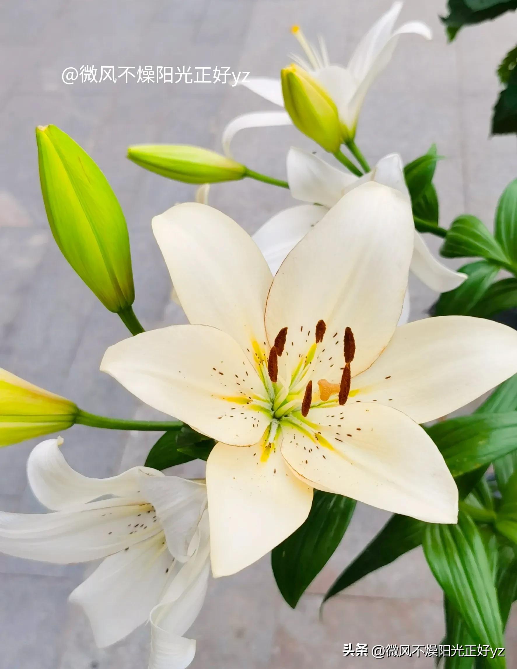 好看的百合花散发出淡淡的清香,漂亮的不同颜色的百合花