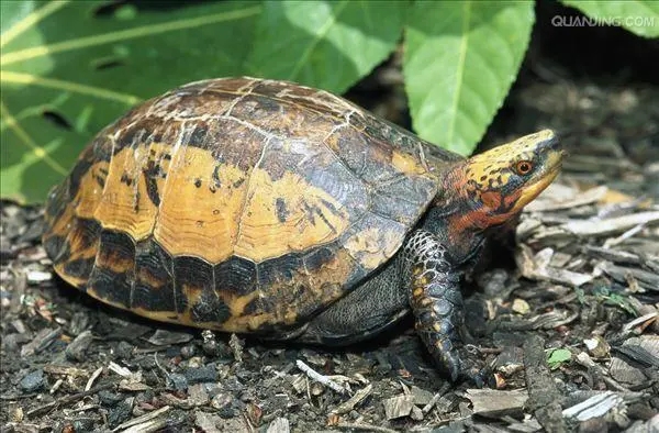 黄缘盒龟的人工饲养方法,黄额盒龟几级保护动物