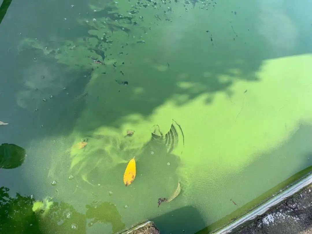 浮游植物增加会水质富营养化吗,浮游植物对水体起哪些作用